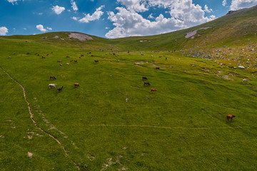 Cows in green amountain fields at summer