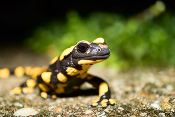 Feuersalamader