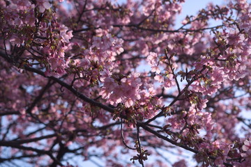 cherry