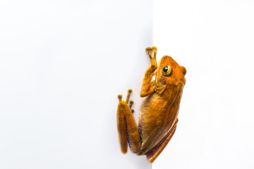 frog isolated on white background