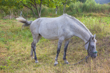 Plakat white domestic mare