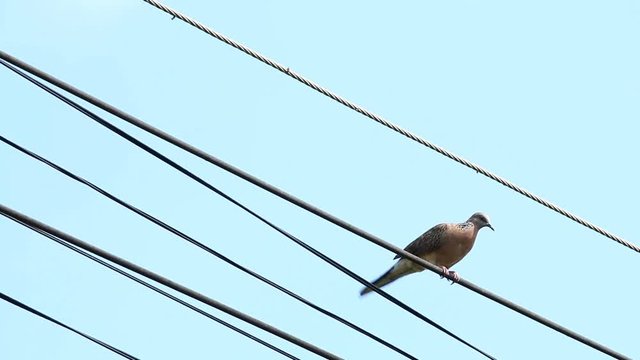 Dove hold on the wire
