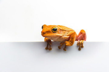 frog isolated on white background