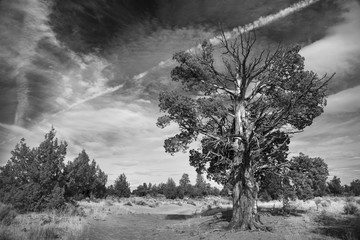 Obraz premium Junipers, Oregon Badlands