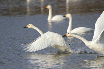 助走する白鳥　Swans take off	
