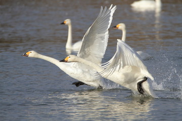 助走する白鳥　Swans take off	
