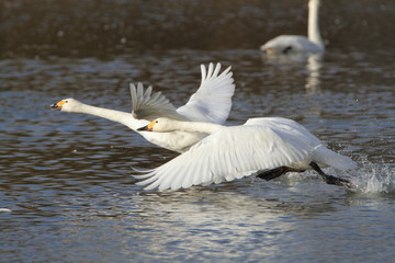助走する白鳥　Swans take off	