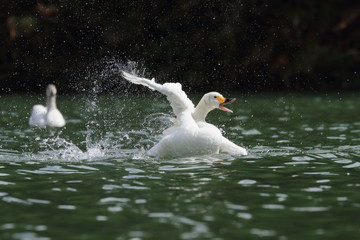 はしゃぐ白鳥　Happy swan	