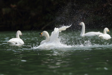はしゃぐ白鳥　Happy swan	