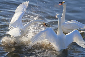 ケンカする白鳥　Swan Fight
