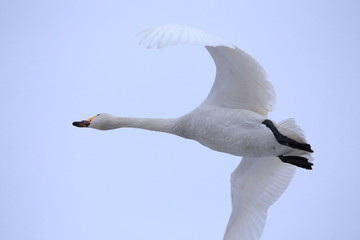 飛ぶ白鳥　Swan flying	