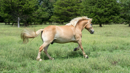 Naklejka na ściany i meble Halflinger Horse Running in Grassy Field