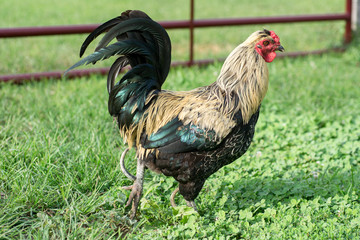 Colorful Cockerel in Grass and Clover Lifting One Foot