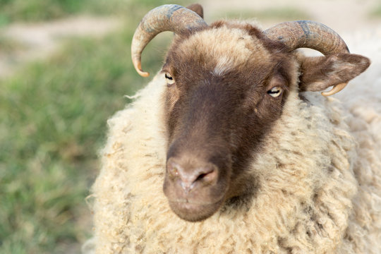 Close Up of Shetland Ram