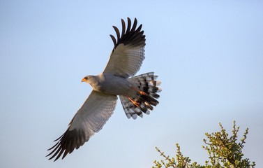 Goshawk Bird of Prey in Flight