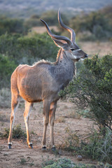 Fototapeta premium Kudu Antelope with Long Horns