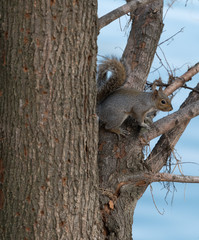 Squirrel in tree