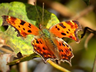 Orange black spoted Butterfly Up close