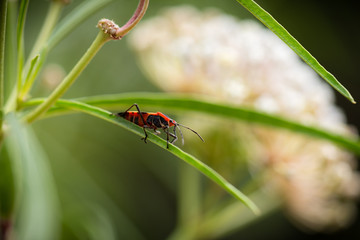 Milkweed bug on Milkweed plant.
