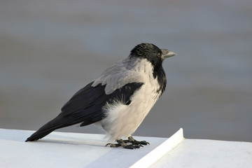 Black and grey crow portrait