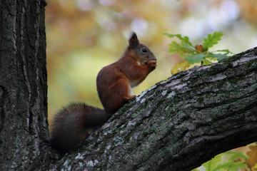 squirrel in autumn forest