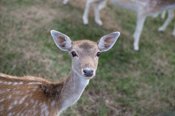 Deer