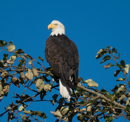Eagle in tree