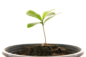 A small tree in a black pot.