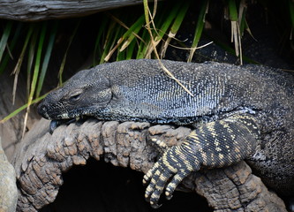 Water monitor