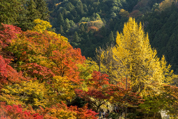 Fototapeta premium 紅葉美しい香嵐渓