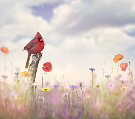 Obrazy na Szkle  Cardinal bird in a flower field