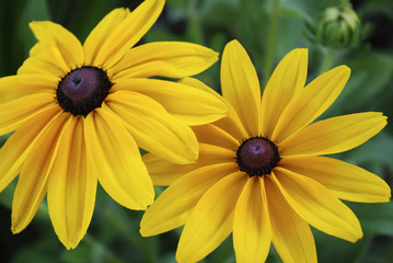 Pair of Black-Eyed Susans bloom in the garden