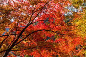 紅葉の美しい香嵐渓