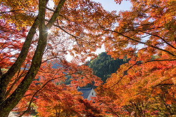 紅葉の美しい香嵐渓