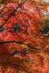 紅葉の美しい香嵐渓