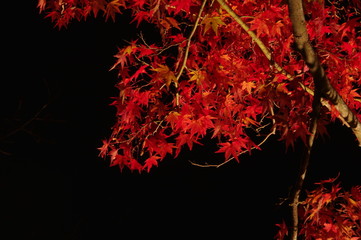 紅葉と夜空