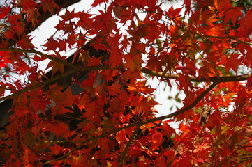 紅葉
