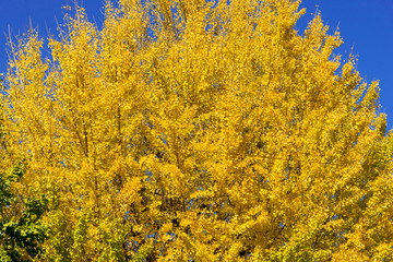 香嵐渓の秋の紅葉風景