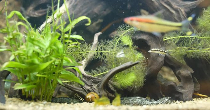 Freshwater fish tank