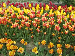 yellow and orange tulips 2