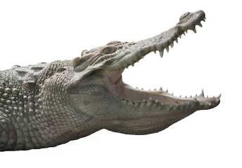Albino Crocodile head  / Skin is white , nearly extinct , found in Southeast Asia