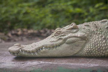 Albino Crocodile head  / Skin is white , nearly extinct , found in Southeast Asia