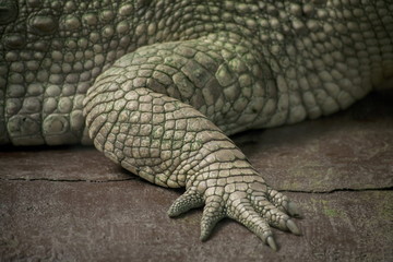 Naklejka premium Albino Crocodile front leg / Skin is white , nearly extinct , found in Southeast Asia