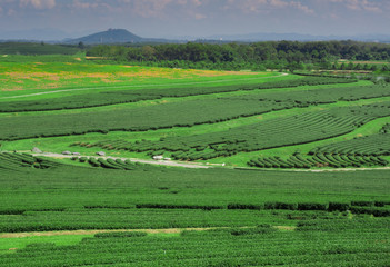 Fototapeta na wymiar Panorama Green tea plantation landscape, Chiang Rai, Thailand.