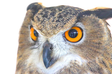 Owl II