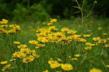portrait of elecampane