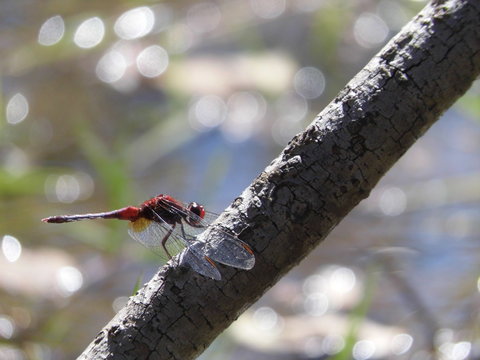 The Red Dragonfly - Erythrodiplax fusca