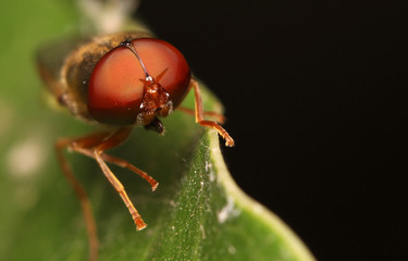 Housefly