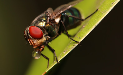 Housefly