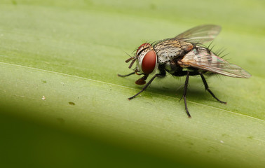 Housefly